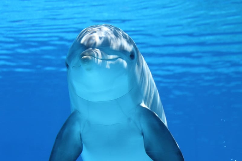 Coastal Wildlife